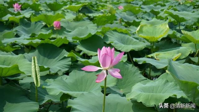荷花開啦！清新這幾處免費賞花勝地不容錯過