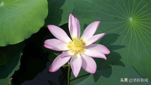 荷花開啦！清新這幾處免費賞花勝地不容錯過