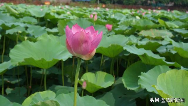 荷花開啦！清新這幾處免費賞花勝地不容錯過