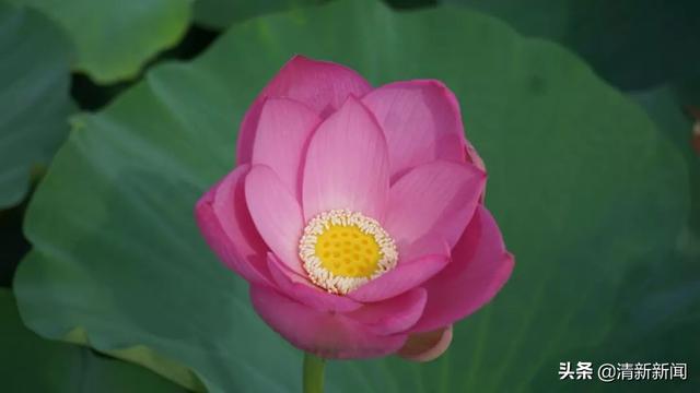 荷花開啦！清新這幾處免費賞花勝地不容錯過