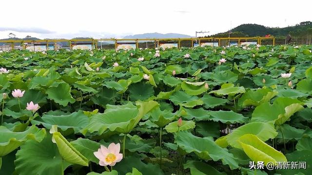 荷花開啦！清新這幾處免費賞花勝地不容錯過