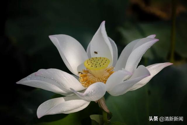 荷花開啦！清新這幾處免費賞花勝地不容錯過