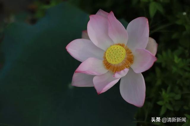 荷花開啦！清新這幾處免費賞花勝地不容錯過