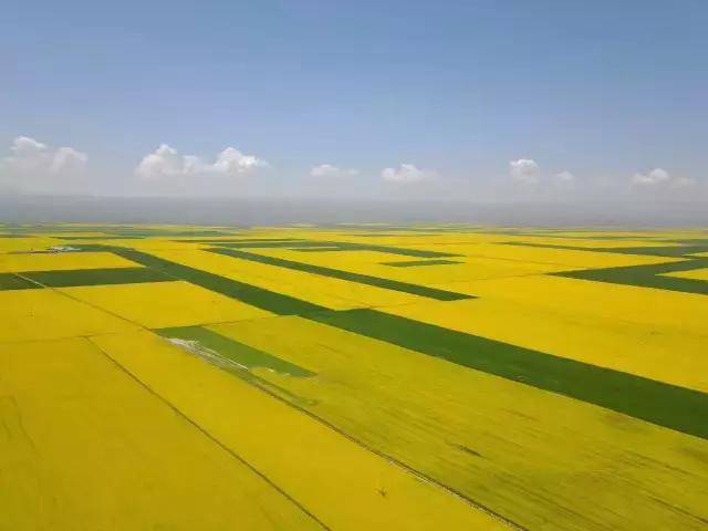 七月的青海門源油菜花開，美如畫