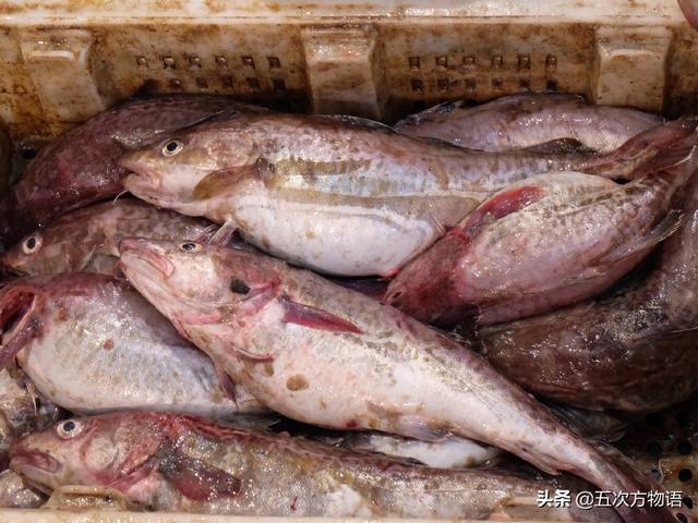 青島人瞧不上眼的「大頭腥」，其實和格陵蘭鱈魚是一回事