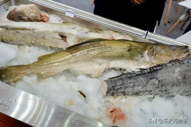 青島人瞧不上眼的「大頭腥」，其實和格陵蘭鱈魚是一回事
