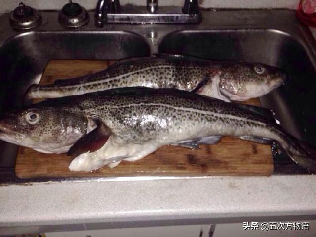 青島人瞧不上眼的「大頭腥」，其實和格陵蘭鱈魚是一回事