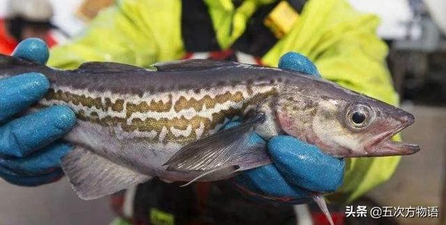 青島人瞧不上眼的「大頭腥」，其實和格陵蘭鱈魚是一回事
