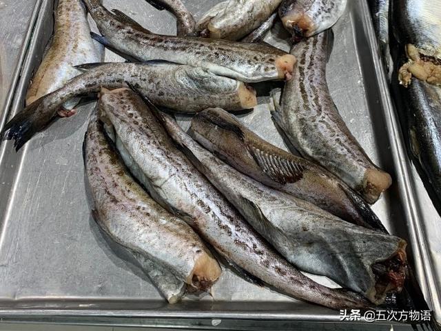 青島人瞧不上眼的「大頭腥」，其實和格陵蘭鱈魚是一回事