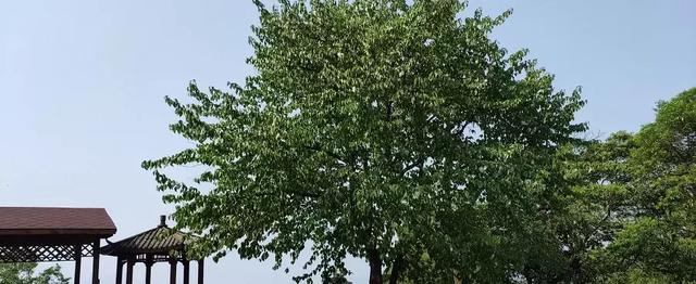 涼到這份上的峨眉山，我偏要推它一把