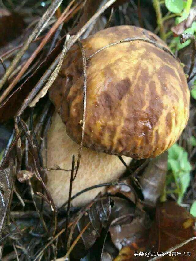 幾場雨過後，天才剛亮雲南的山林里就異常熱鬧，究竟為何