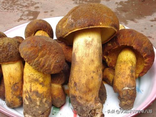 幾場雨過後，天才剛亮雲南的山林里就異常熱鬧，究竟為何