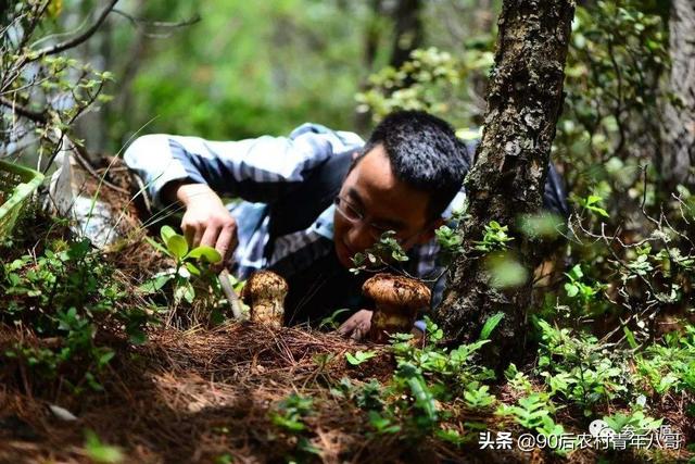 幾場雨過後，天才剛亮雲南的山林里就異常熱鬧，究竟為何