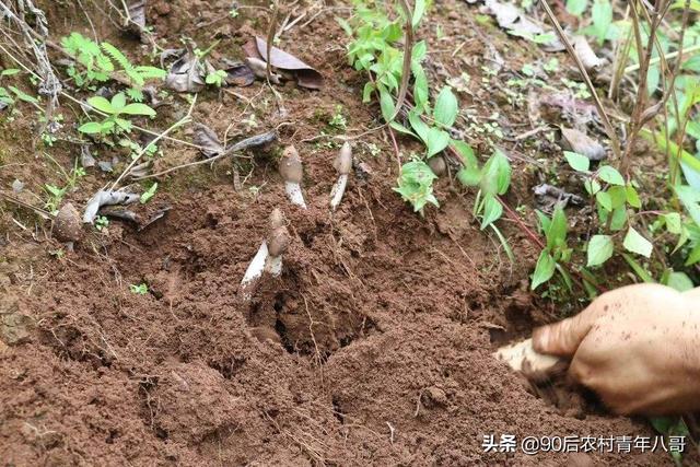 幾場雨過後，天才剛亮雲南的山林里就異常熱鬧，究竟為何