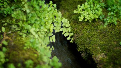 距離成都1h的避暑新地標，原始森林和水天堂，在這裡過個野趣假期