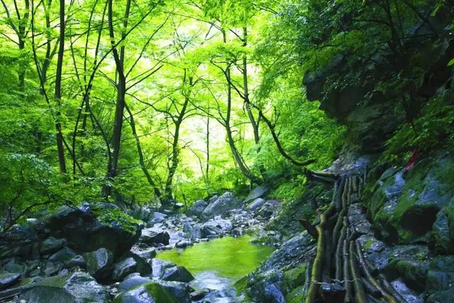 距離成都1h的避暑新地標，原始森林和水天堂，在這裡過個野趣假期