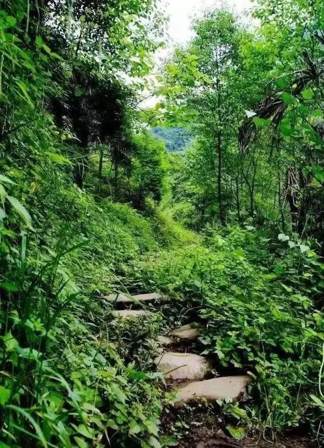 距離成都1h的避暑新地標，原始森林和水天堂，在這裡過個野趣假期