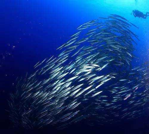 中國的明珠寶島—西沙群島