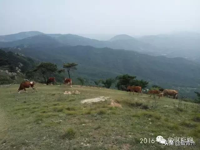 你會愛上它——魯中壩上 雲中草原張良墓