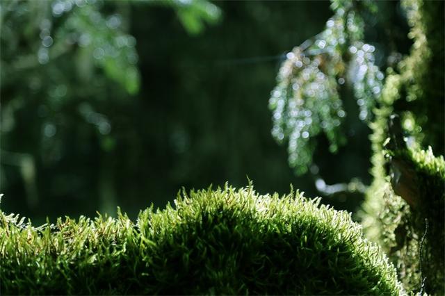 又一世界自然遺產！伊朗原始森林植物多樣性顯著 可追溯至2500萬年前