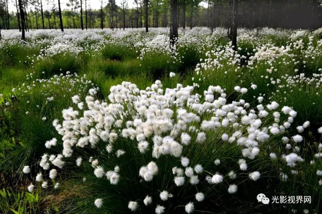 伊春濕地，一路山花不負儂
