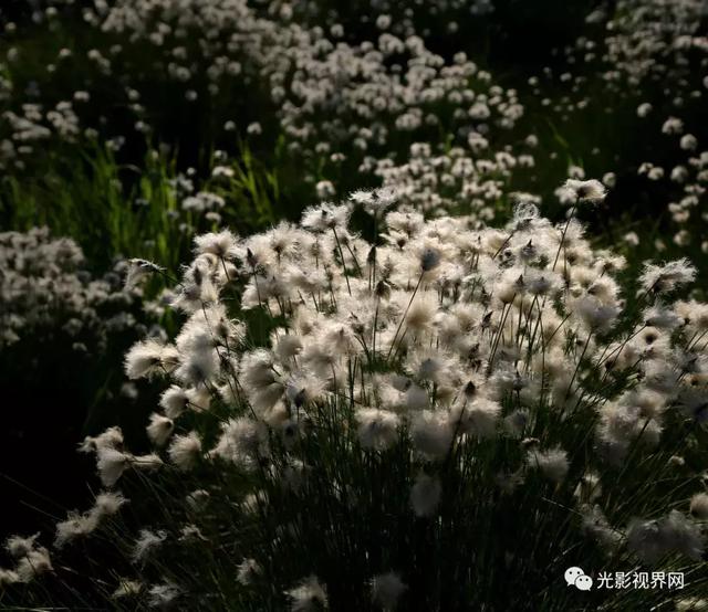 伊春濕地，一路山花不負儂