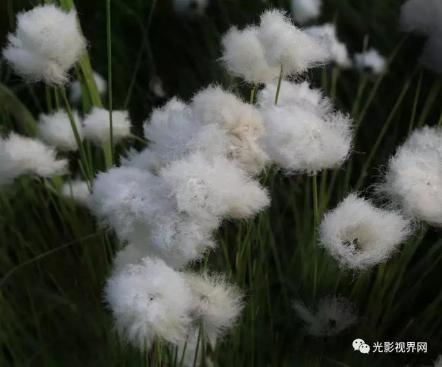 伊春濕地，一路山花不負儂