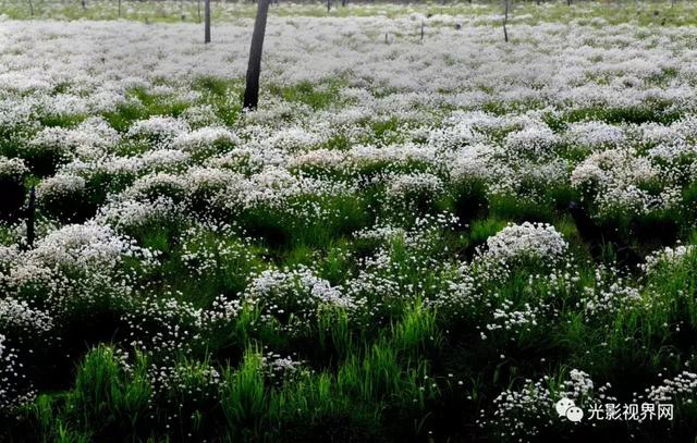 伊春濕地，一路山花不負儂