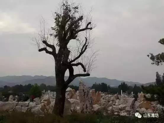 鍾靈毓秀，魅力五井！來此盡賞臨朐石林之美