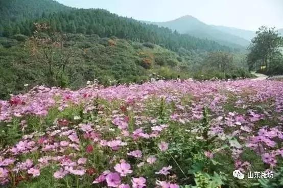 鍾靈毓秀，魅力五井！來此盡賞臨朐石林之美