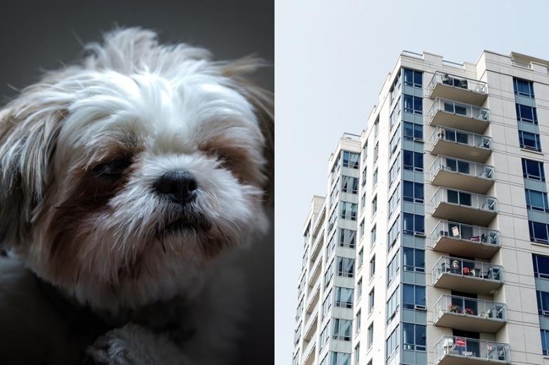 兩歲女兒被咬，他一氣之下把西施犬從 12 樓丟下去！論壇文章掀正反論戰 正方：爸爸太過分 反方：狗飼主不對！