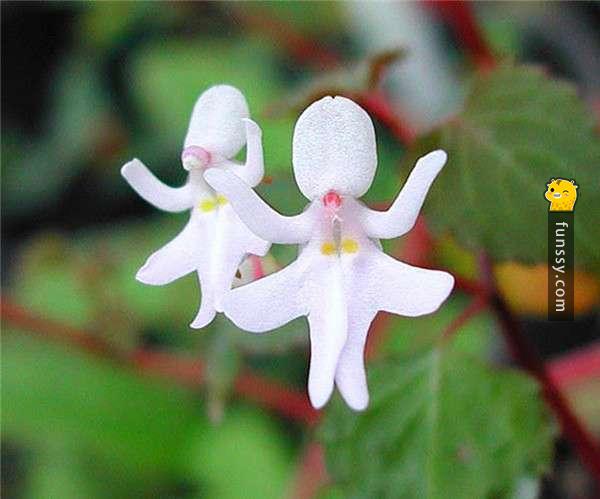 17種會讓你誤以為來自外星的「超奇葩花朵」！