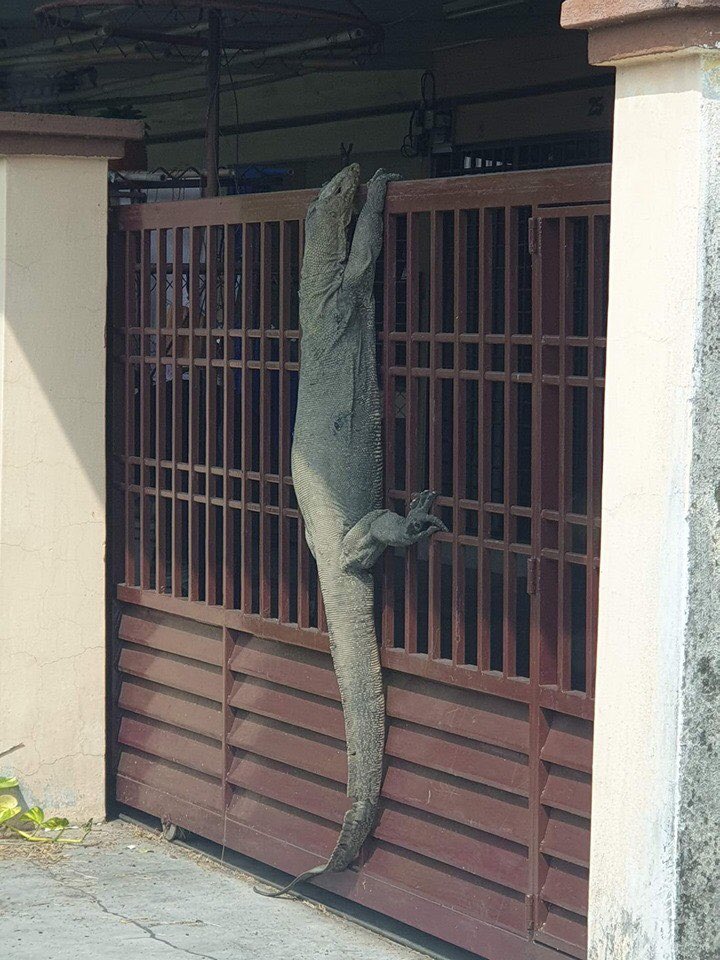回家驚見「巨大蜥蜴爬欄要進屋」　網加碼PO照：我還看過更狂的