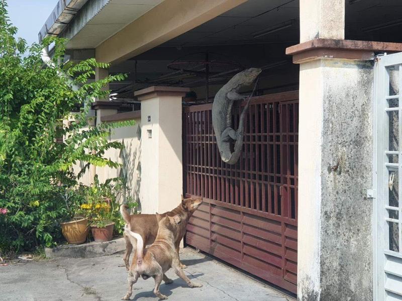 回家驚見「巨大蜥蜴爬欄要進屋」　網加碼PO照：我還看過更狂的