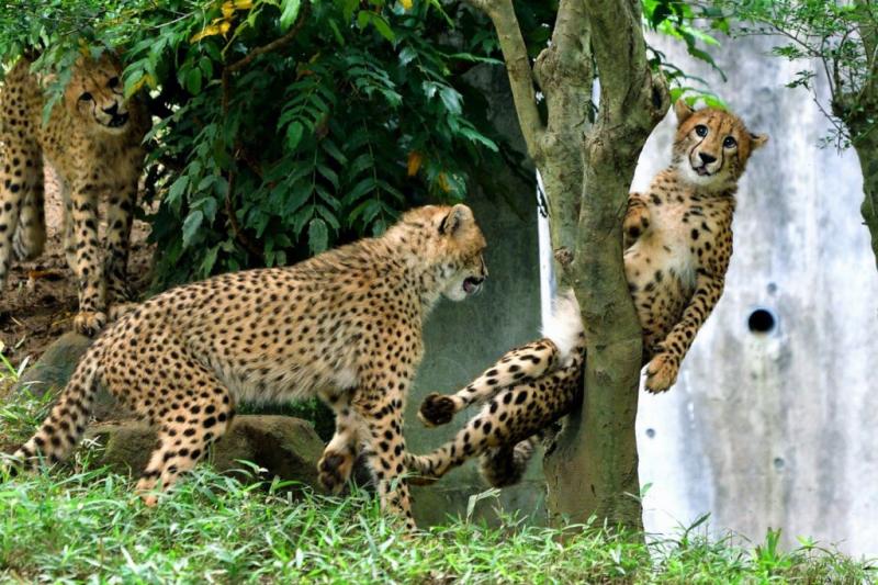 快來救我啦～動物園萌豹「不小心卡樹上」　秒露出大貓表情求救