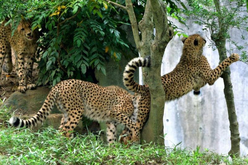 快來救我啦～動物園萌豹「不小心卡樹上」　秒露出大貓表情求救