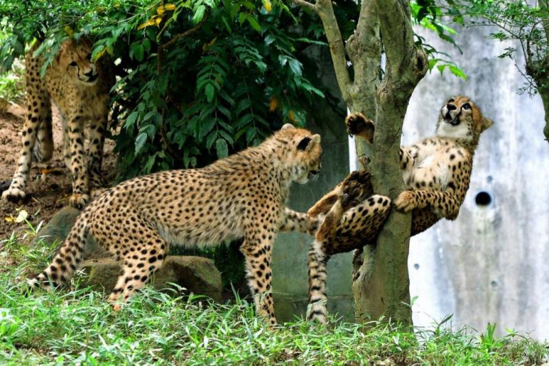 快來救我啦～動物園萌豹「不小心卡樹上」　秒露出大貓表情求救