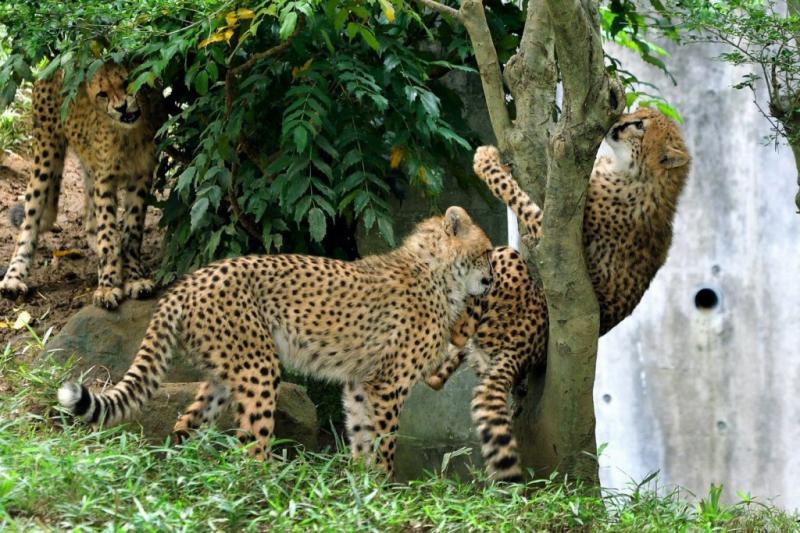 快來救我啦～動物園萌豹「不小心卡樹上」　秒露出大貓表情求救