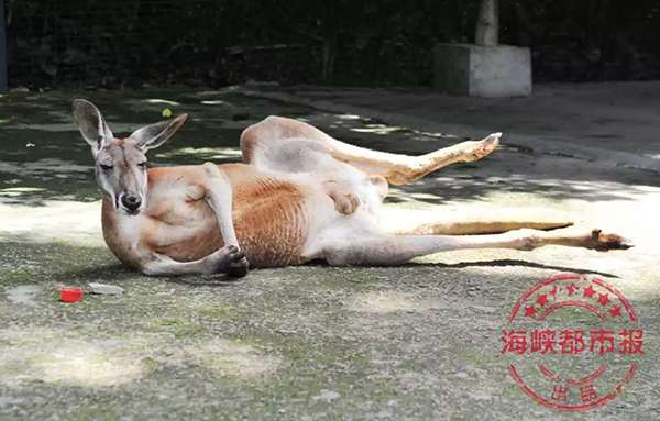 中國遊客拿石頭狠砸！袋鼠被「砸到器官破裂而亡」，而「砸袋鼠的理由」讓全網憤怒：我砸你試試！