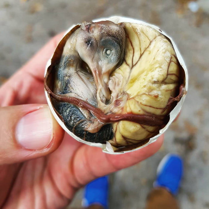 21個世界各地最奇葩的「特色黑暗料理」，臺灣「上榜食物」讓人有點意外阿XDD