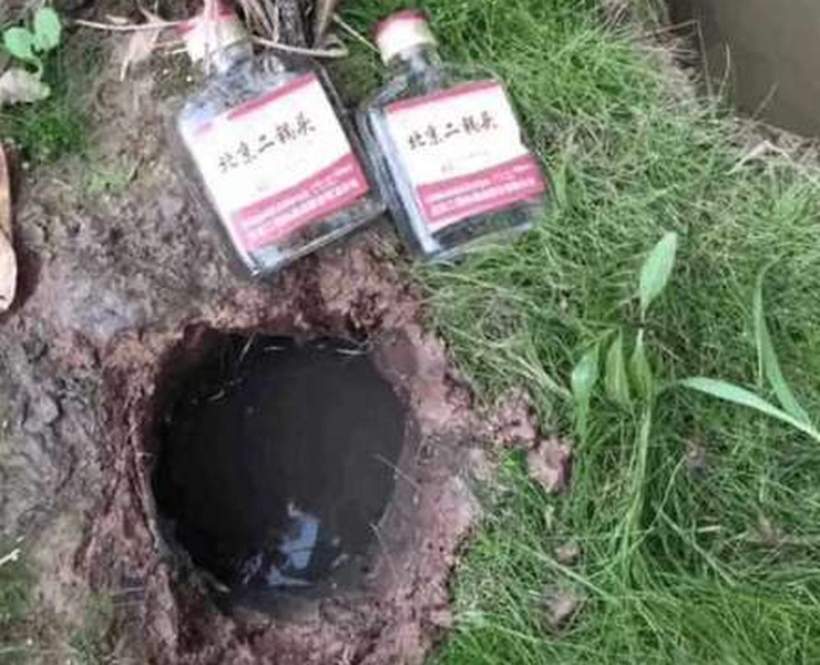 男子將兩瓶72度的二鍋頭倒入黃鱔洞，15秒後的畫面令人崩潰！