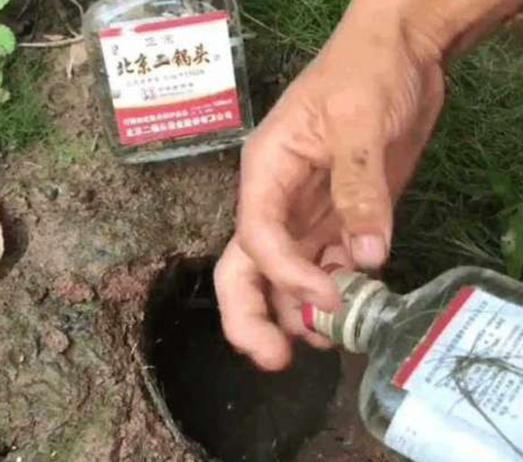 男子將兩瓶72度的二鍋頭倒入黃鱔洞，15秒後的畫面令人崩潰！
