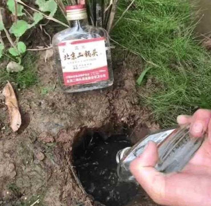 男子將兩瓶72度的二鍋頭倒入黃鱔洞，15秒後的畫面令人崩潰！