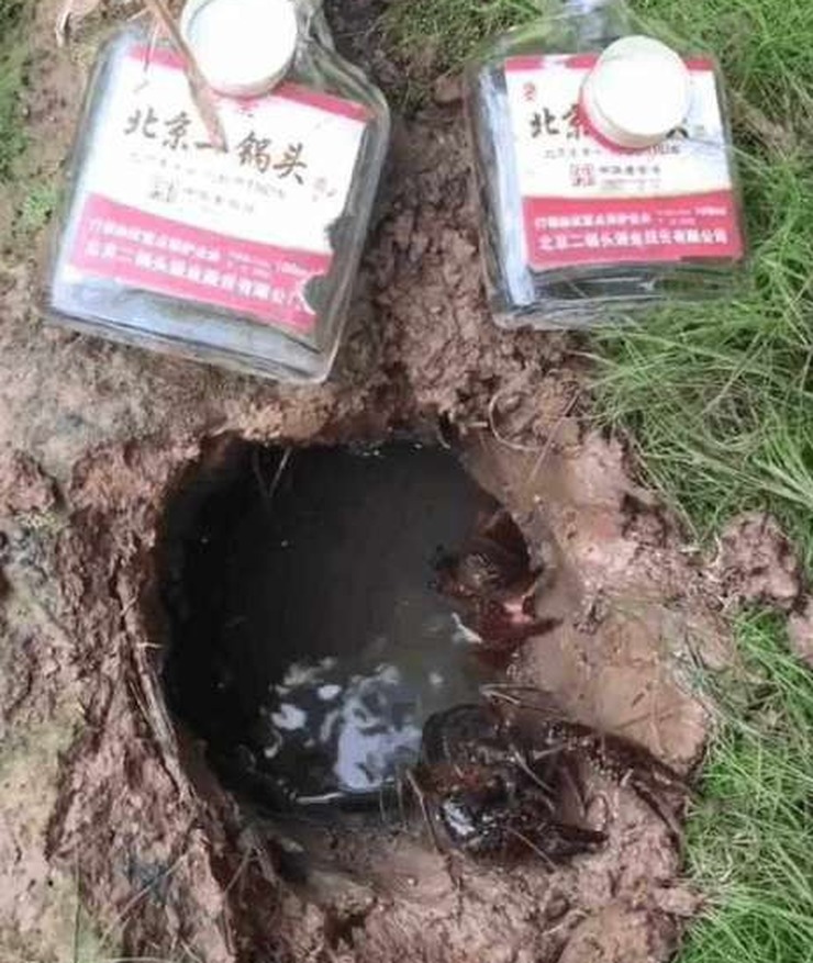 男子將兩瓶72度的二鍋頭倒入黃鱔洞，15秒後的畫面令人崩潰！