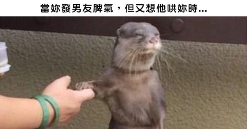 22張「表情超有戲的動物被加上惡搞旁白變得更爆笑」的圖片
