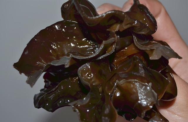 清腸、減肥、防血管硬化！黑木耳好處多，有禁忌別吃錯