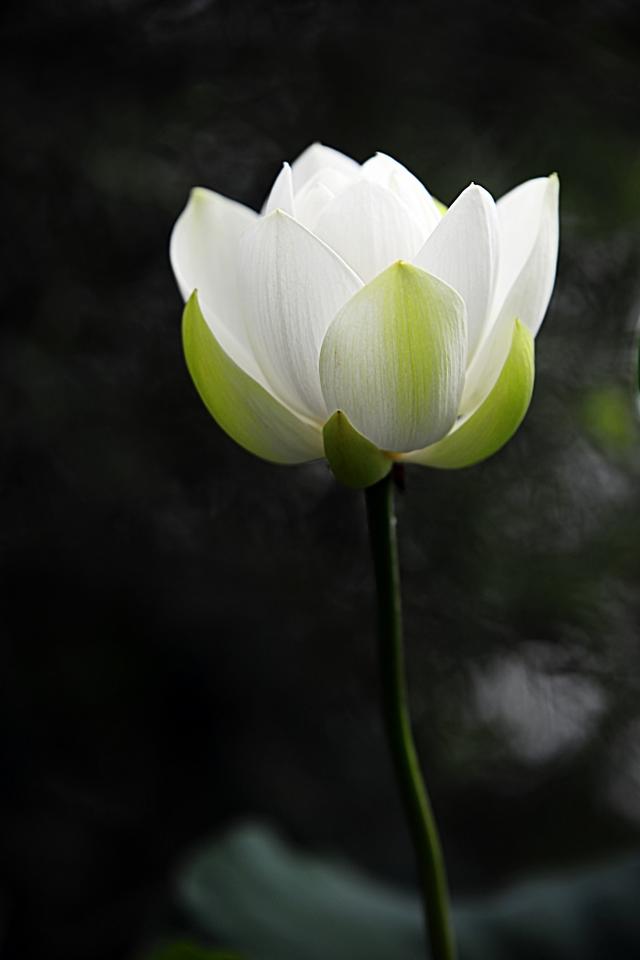 大美徑山，蓮花如夢，不負一生