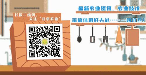 明明可以靠顏值，偏偏要靠辣出眼淚而出名