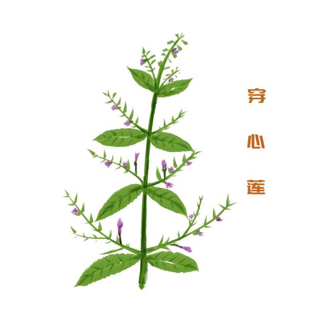 藥知道｜消暑解熱神草？不妨試試穿心蓮......