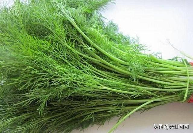 春天的茴香怎麼吃？多種吃法供你選，任意一種都簡單好學